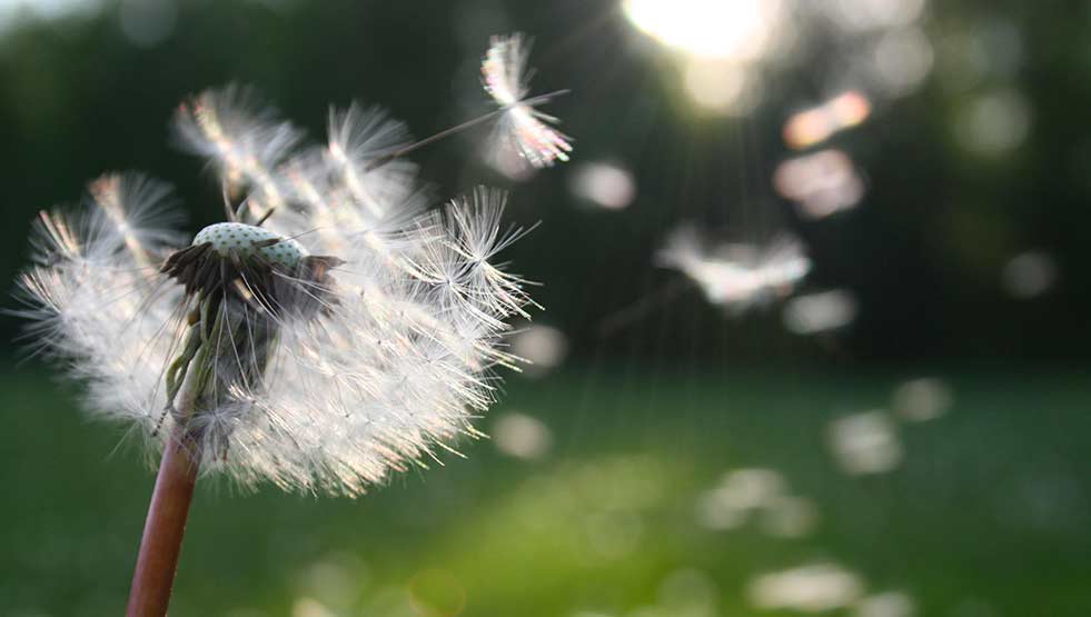 Thérapie de l'adolescent - Rachel Agillianon