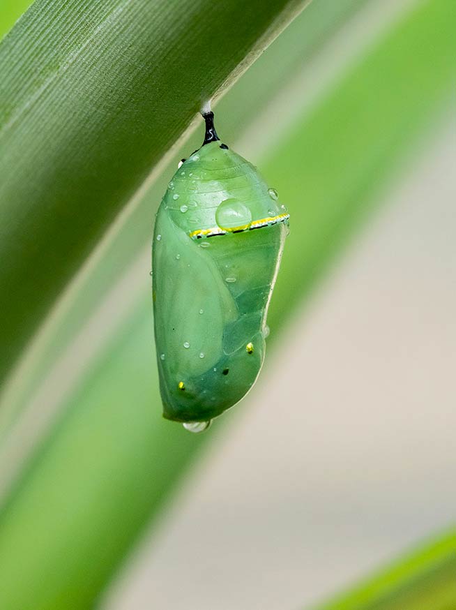 Thérapie de l'adulte - Rachel Agillianon