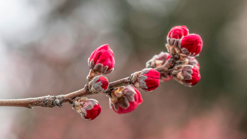 Psychothérapie traumatisme et résilience | Rachel Agillianon | psychologue clinicienne